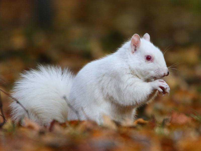 Annual White Squirrel Count